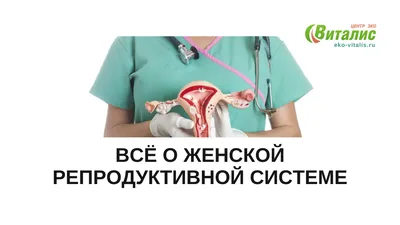 Анатомия и функционирование мужской репродуктивной системы