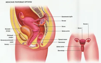 Грибковые инфекции влагалища у женщин: причины и лечение