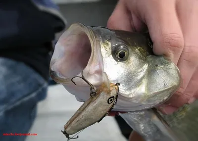 Рыба жерех🐟: фото и описание. Как выглядит жерех👍, чем питается и где  водится