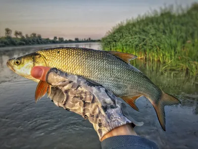 ЛОВЛЯ ЖЕРЕХА НА УЛЬТРАЛАЙТ 🐟 Журнал SV MARKET