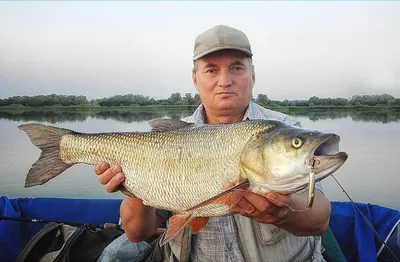 Жерех копчёный - купить по цене: 815 руб./кг в интернет-магазине \"РыбоедовЪ\"