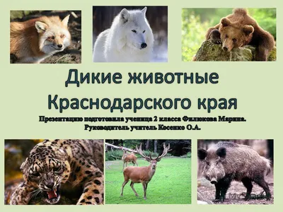 Конфискованные в Краснодарском крае рыси поселились в Московском зоопарке.  16 февраля 2023 г. Кубанские новости