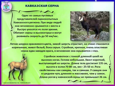 Дикий кабан — Животные Краснодарского края