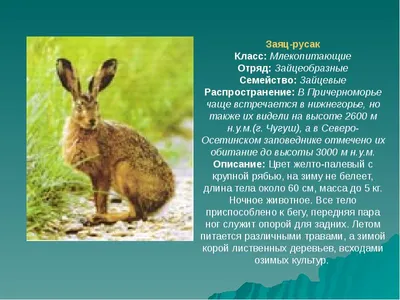 Немного о животных занесенных в Красную книгу Краснодарского края и  возможных последствиях их продажи. | Пикабу