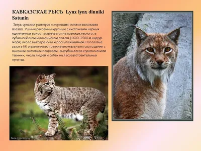 Ласка в Краснодарском крае — Описание животного, фото, особенности обитания