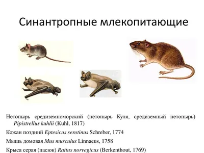 Порядок предотвращения причинения животными без владельцев вреда жизни или  здоровью граждан на территории Краснодарского края :: Krd.ru