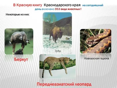 На строительство приюта для животных в Краснодаре выделили 200 млн рублей —  РБК