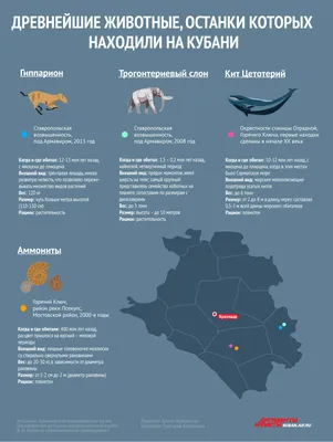 На Кубани прокомментировали запрет на кормление бездомных животных - РИА  Новости, 24.04.2023