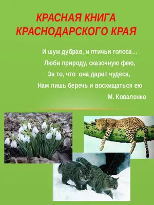 Красная книга Краснодарского края (Животные). - купить с доставкой по  выгодным ценам в интернет-магазине OZON (1049144879)