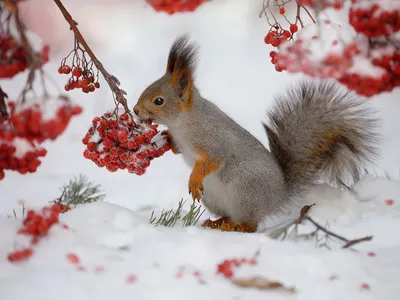 Фото животных зимой