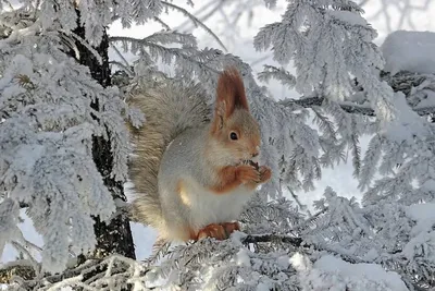 фото лесных животных зимой: 10 тыс изображений найдено в Яндекс.Картинках |  Winter animals, Cute squirrel, Animals wild