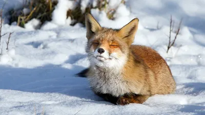 картинки : снег, холодно, зима, животное, Дикая природа, Олень,  Млекопитающее, Фауна, Лань, Позвоночный, Белохвостый олень, Фотографии  животных 1365x2048 - - 972804 - красивые картинки - PxHere