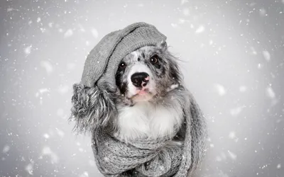 Замерзают во сне: как помочь бездомным животным пережить холода