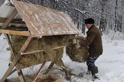 Каких животных можно увидеть на природных территориях зимой 2022 года -  Агентство городских новостей «Москва» - информационное агентство