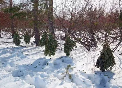Подкормка диких животных зимой в Башкирии | Природа | ОБЩЕСТВО | АиФ Уфа