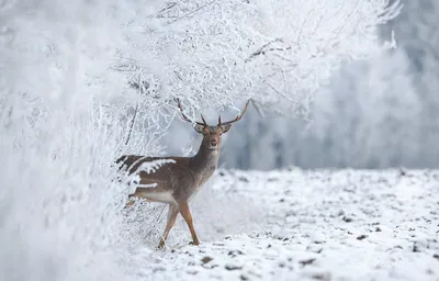 ЛЕС природа, зима, деревья, животные…» — создано в Шедевруме