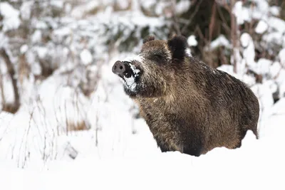 20 удивительных животных, которые появлялись в Чернобыле зимой – фото