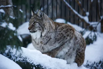 Снежные следы: что делают животные в зоопарке зимой