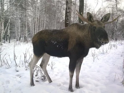 В населенных пунктах Подмосковья можно встретить диких животных зимой - В  регионе - РИАМО в Реутове