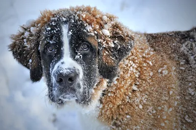 Зимовье зверей: как этой зимой выживает приют для животных в орловской  глубинке — SOTA