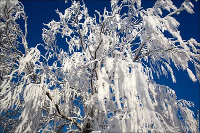 Зимние фото природы высокого разрешения, снег картинки зимы