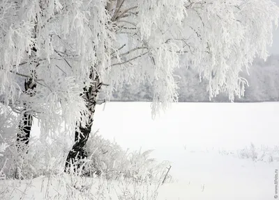 Деревья стали белоснежными зима …» — создано в Шедевруме