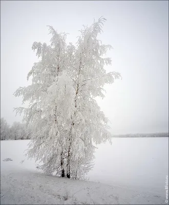 Зимний лес картинки - 63 фото