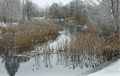 Красивые зимние пейзажи с птицами высокого разрешения - картинки и фото  poknok.art