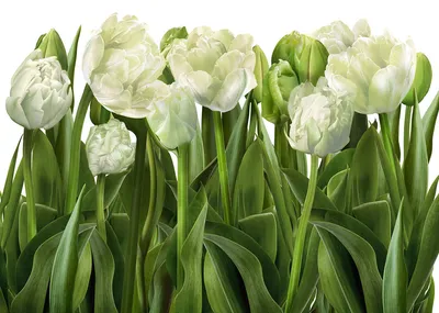 Моющиеся виниловые фотообои Белые тюльпаны, 370х265 см - купить по выгодной  цене в интернет-магазине OZON (280763897)