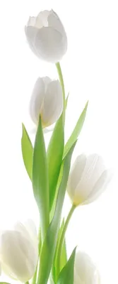Купить фотообои Белые тюльпаны (#7268) | заказать в каталоге интернет  магазина с ценой и фото