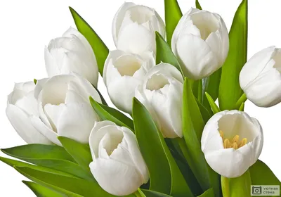 Фотообои \"Белые тюльпаны на белом фоне\" - Арт. 170221 | Купить в  интернет-магазине Уютная стена