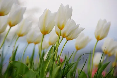Фотообои Белые тюльпаны на заказ любой размер, код:193 | ЭкоПринт
