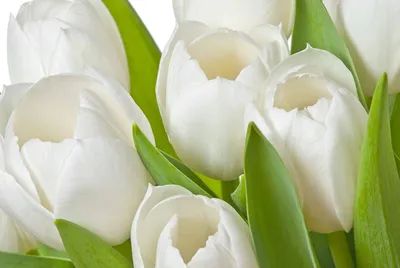 Фотообои Белые тюльпаны 14972 купить в Украине | Интернет-магазин  Walldeco.ua