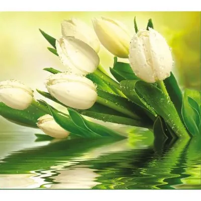 Фотообои бумажные «Белые тюльпаны» 294х260 см в Тюмени – купить по низкой  цене в интернет-магазине Леруа Мерлен