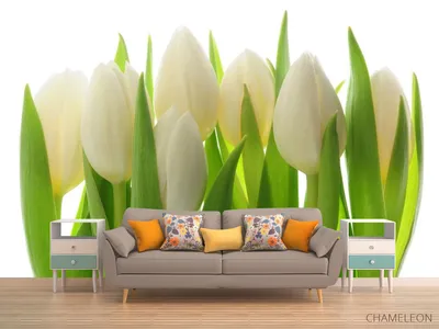 Фотообои белые тюльпаны», (арт. 21483) - купить в интернет-магазине  Chameleon