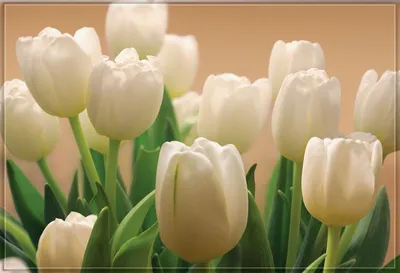 Белые тюльпаны №232 фотообои глянц. 294*201/9л/Тула