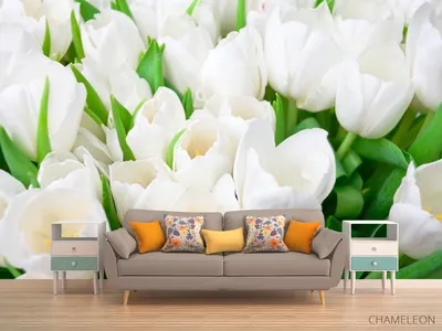 Фотообои Тюльпаны белоснежные», (арт. 12082) - купить в интернет-магазине  Chameleon