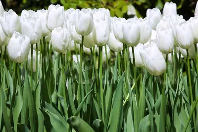 Фотообои Белые тюльпаны купить в Оренбурге, Арт. 10-143 в  интернет-магазине, цены в Мастерфресок