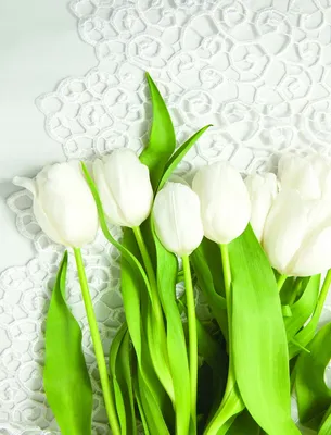 Фотообои Белые тюльпаны размер 2,06 * 2,70 Сюжет В205 АРТ-ОБОИ, | СтройКа