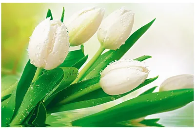 Обои Белые тюльпаны 294/201см. купить в Нижнем Новгороде по цене 600 ₽ руб.  за рулон