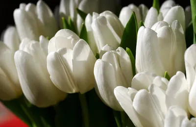 Обои Белые тюльпаны в каплях росы Топ Фотообои флизелин, 200х129 см  01-4010-MV-4 - выгодная цена, отзывы, характеристики, фото - купить в  Москве и РФ