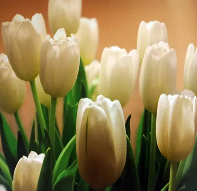 Фотообои Белые тюльпаны и круги Aртикул 10934 (ID#1447521303), цена: 240 ₴,  купить на Prom.ua