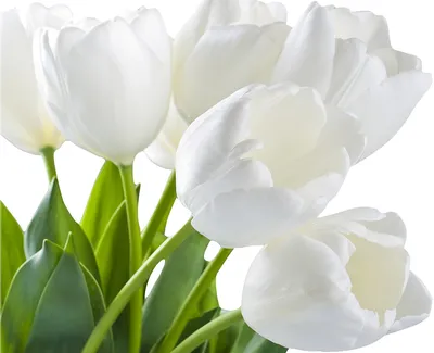 Фотообои Белые тюльпаны на фоне объемных кругов с текстурным фоном 300x270  см - купить по выгодной цене в интернет-магазине OZON (659614259)