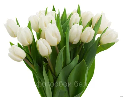 Фотообои Букет белых тюльпанов на сером фоне артикул Fl-509 купить в  Екатеринбурге | интернет-магазин ArtFresco