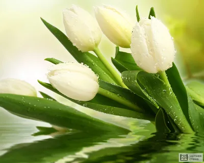Фотообои Белые тюльпаны (ID#162113313), цена: 18 руб., купить на Deal.by