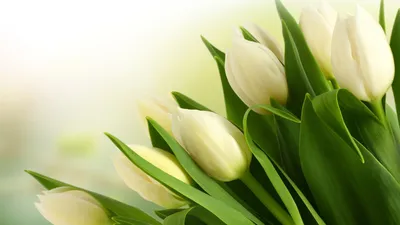 Фотообои \"Белые тюльпаны в каплях росы\" - Арт. 170288 | Купить в  интернет-магазине Уютная стена