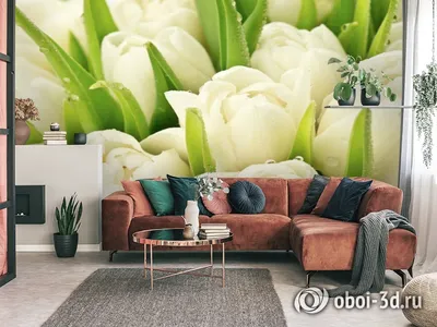 Фотообои на стену Белые тюльпаны в росе - Белые цветы