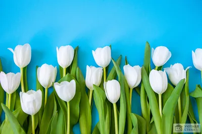CityArt Фотообои 3D Белые тюльпаны, 200х270 см