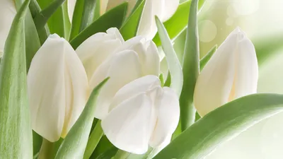 Пин от пользователя Dasha на доске FLOWERS | Белые тюльпаны, Тюльпаны,  Фиолетовые тюльпаны