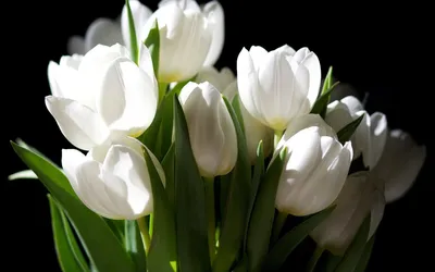 Белые тюльпаны скачать фото обои для рабочего стола (картинка 1 из 4)